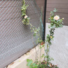 花友藤本月季花苗月季花树苗盆栽特大花苗庭院爬藤植物阳台蔷薇爬墙 甜梦【爬藤】大苗 1-1.3米高度多分叉 实拍图