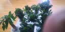 锦枫水培花卉盆栽 办公室水培绿植花卉盆栽玻璃花盆 幸福树 含盆栽好 实拍图