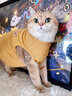 宠星记 宠物衣服 小型犬狗狗 小猫咪 冬季居家防飘毛 泰迪比熊雪纳瑞 黄色特大号XXL 胸围46-50cm 实拍图