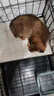 麦基乐 中华田园犬家养幼犬土狗小狗大黄狗纯黑小白狗体活体种狗 田园级 黄色田园犬 公母备注 实拍图