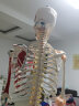 ENOVO颐诺医学170CM人体骨骼模型肌肉骨架标本解剖脊柱骨科教学模具健身康复教学骨骼疼痛科医学教 晒单实拍图