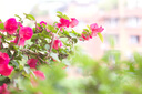 Canon佳能EF 70-200mm f2.8L f4 IS II 小白兔 大白 长焦镜头二手 EF70-200 2.8L IS II USM二代 95新 实拍图