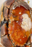 首鲜道 螃蟹原装超大2只共2000-1600g面包蟹活鲜鲜活大螃蟹熟冻 晒单实拍图