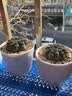 仙人球绯花玉开花带花苞仙人掌类多肉绿植物桌面花卉小盆栽 傲娇直径6-8厘米 不含盆 实拍图