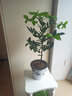 简心 实木花架 客厅落地绿萝花架 阳台多层欧式白色黑色花盆架盆景架 象牙白色80cm高一个 实拍图