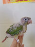 豪蚨雏鸟鹦鹉活体幼鸟手养鸟说话鸟半毛虎皮牡丹玄风鸟小太阳雏鸟豪蚨 肉桂小太阳雏鸟1只 实拍图