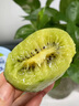 捌零鲜生物语陕西周至徐香猕猴桃绿心奇异果水果非翠香亚特中秋礼盒送礼选真的 30枚优选中果 【贵一点点但送礼选真的徐香】单果60-80g 实拍图