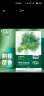 寿禾 割茬小茴香种子菜籽蔬菜 潍育系列寿丝割茬茴香种子10g 实拍图