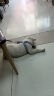 康贝尼反光牵引绳狗狗胸背带狗链狗绳泰迪比熊小型犬遛狗绳子宠物用品 蓝色反光 M中号/8-15斤狗用 实拍图