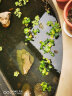 水里养的花植物挺水植物 水培水浮莲 水养水族箱龟缸池 水葫芦10颗 裸根不带土 晒单实拍图