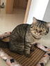 KERRY宠物凉席窝猫窝狗窝狗睡垫 夏季睡垫凉席垫 猫咪狗狗冰垫宠物用品 随机款 50*40cm(建议10斤) 实拍图