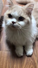 普安特猫咪情绪安抚精油项圈外出应激狗狗舒缓情绪抓咬乱尿35cm灰色 实拍图