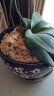 史丹利（STANLEY）水苔蝴蝶兰专用土干苔藓养兰花的营养土优质文石斛心兰乌龟 实拍图