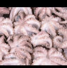 优牧冠 去内脏八爪鱼1000g（500g*2袋）鲜活冷冻小八爪鱼海鲜长腿章鱼 晒单实拍图