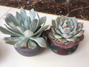 多肉花盆套装个性透气迷你可爱创意地中海美式陶瓷肉肉植物花盆 地中海13号4个 实拍图