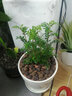 欧芽清香胡椒木植物办公室桌面绿植花卉 盆栽室内客厅 清香木2年苗【原盆】 含盆 实拍图
