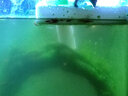 噢水噢观赏虾活体水族淡水小动物鱼缸清洁除藻极火彩色观赏鱼水晶虾壹 品质樱花40送10只备损 实拍图
