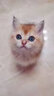 松宠金渐层猫咪英短蓝猫沐浴露成幼美毛香波洗澡用品 金渐层猫咪浴液 实拍图