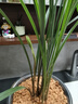 华香园兰花 细叶寒兰 浓幽香型不带花苞开盲盒室内外盆栽花卉耐阴绿植苗 细叶寒兰4苗非连体专用盆不带花 实拍图
