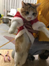 华元宠具（hoopet）猫咪衣服过年喜庆唐装猫猫冬季保暖衣小猫衣服新年拜年舞狮服装 恭喜发财舞狮唐装 L：根据图片尺寸选择 实拍图
