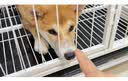 蔻丝狗笼子小型犬中型犬室内家用带厕所分离折叠免安装狗笼子柯基柴犬 加粗特厚方管【62*46*52】柯基  实拍图