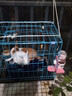 兔水壶水盆舔水碗兔子龙猫自动饮水器水壶水碗静音水壶500ml 舔水碗饮水器红色 实拍图