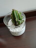 绿荫巷子多肉植物仙人掌盆栽肉肉室内桌面创意绿植小盆栽带盆 3杯【多肉可自选】玻璃杯含土砂 实拍图