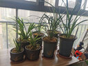 劉閣蘭花兰花苗 香妃 有香味的夏带花苞出售室内外花卉绿植盆栽草观花植物 铁骨金针5苗加盆土肥，说明书 实拍图