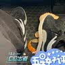 彪马puma【滔搏运动】中性Suede Classic XXI休闲鞋（延续款） 37491501 41 实拍图