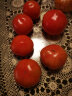 绿鲜森（lvxiansen）（拍3份1斤装发5斤）西红柿沙瓤新鲜蔬菜健康轻食 1斤尝鲜装 实拍图