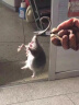 优迪王高效老鼠药灭大小鼠药耗子克星捕鼠颗粒杀鼠剂家用灭鼠药100克 实拍图