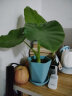 墨斗鱼塑料花盆家用暮光树脂花盆创意盆栽小植物多肉花盆带底座 小号3个 晒单实拍图