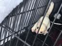 暮秋小主蜜袋鼯活物幼崽小飞鼠会滑翔蜜袋鼠宝宝蜜袋鼬活体宠物鼠活宠 纯白幼蜜【公】【高雅】 实拍图