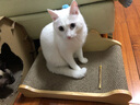 美悦宠物 实木猫抓板磨爪器猫爪板护沙发瓦楞纸磨爪板猫咪用品猫窝大号 长50厘米  实木瓦楞纸猫沙发 实拍图