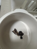吉雍 鹿尾 鹿尾巴整只壮鹿尾吉林梅花鹿搭配人参鹿茸灵芝泡酒料煲汤  精选1根足干鹿尾 发顺丰 40g*1袋 实拍图