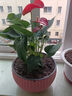 格调生活鸿运当头红掌盆栽绿植花卉室内客厅水培好养白掌一帆风顺四季开花 （2-3朵花）大号红掌原盆 含盆 实拍图