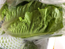 绿食者 生菜沙拉组合3.5斤 球生菜绿叶红叶生菜苦菊奶油生菜 轻食蔬菜 实拍图