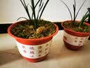 青意宣 新款塑料花盆山水花盆室内客厅阳台育苗盆景防陶瓷树脂花盆含托盘 W230 实拍图