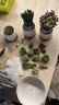 简诗多肉植物带盆绿植花卉盆栽组合套餐办公室多肉diy创意微景观盆景 10颗多肉随机+陶瓷白盆 实拍图