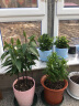 家中有果长寿花重瓣花卉盆栽四季观花植物 四季开花盆栽带花苞发货 白色 白雪带花苞 不含盆 实拍图