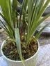 劉閣蘭花建兰花苗 红素大花 红满天 夏带花苞室内室外绿植兰草花卉盆栽 4苗连体裸根 实拍图