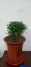 欧芽清香胡椒木植物办公室桌面绿植花卉 盆栽室内客厅 清香木盆景苗【郁金香陶瓷盆】 含盆 实拍图