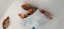 易萌 冷水鱼淡水观赏鱼草小金鱼活体鱼好养锦鲤鱼兰寿锦鲫活鱼小红鱼 兰寿6-7cm【6条随机】 实拍图