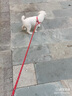 慧宠儿狗狗牵引绳背心式小型犬中型犬大型犬金毛泰迪小狗幼犬遛狗绳狗链 1.5米红色单绳子【请下拉选尺码】 S码（约5-12斤） 实拍图