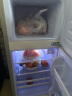 樱花（SAKURA）双门小冰箱迷你冰箱小型家用宿舍保鲜冷藏冷冻 双门小型两门电冰箱 48A126双门冰箱-金色48L 实拍图
