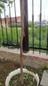 艺观园车厘子树苗樱桃树苗南方北方种植盆栽庭院果树矮化樱桃树大樱桃苗 黑珍珠4年苗结果苗 实拍图