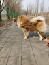 出众者狗狗牵引绳马犬胸背带大型犬狗绳背心式狗背带法斗金毛狗狗用品 背带+85cm狗绳/棕色 L码（推荐体重35-75斤） 实拍图