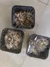 绿食者 新鲜舞茸150g*3盒 灰树花菇 新鲜真菌菌菇 舞茸菌 舞茸茶 舞茸150g*3盒 实拍图