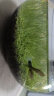 疯狂水草鱼缸水草种子植物四季易活入鱼缸造景水草真水草种籽小对叶牛毛草 实拍图
