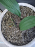 8年玫瑰老桩花苗玫瑰盆栽花卉观赏花植物阳台室内室外盆栽地栽花老桩蔷薇花多次开花 混搭【23号】随机5棵装 不含盆 实拍图